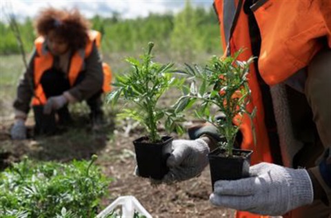 Indigenous Nursery Working Bee