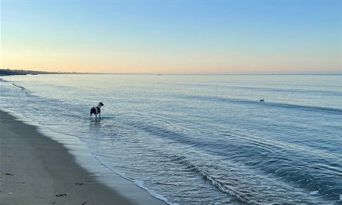Mentone Dog Beach.jpg