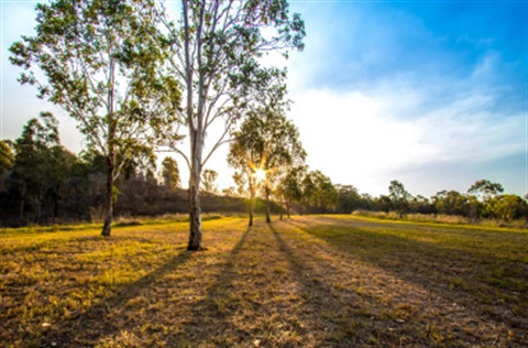 Sweeping view of a sunrise in an Australian park