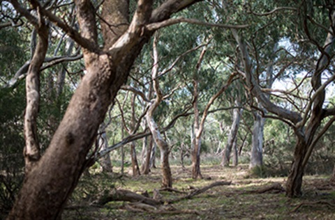 A number of large native trees growing in a reserve