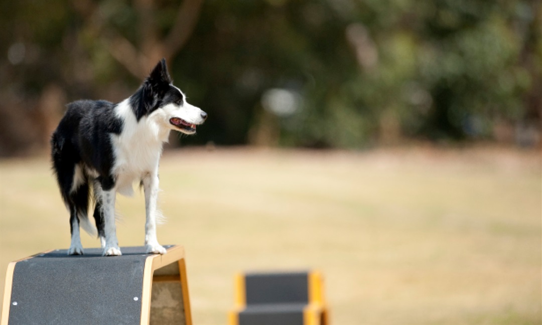 Pets City of Kingston