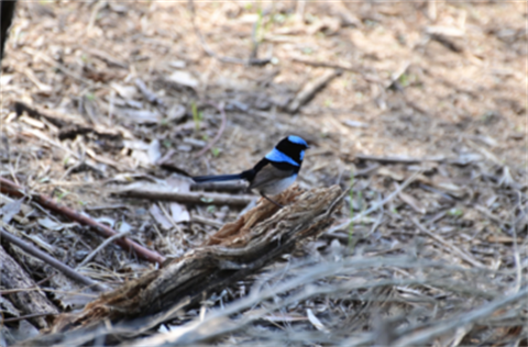 Image of a bird as part of the Aussie Bird count and Guided bird discovery walk