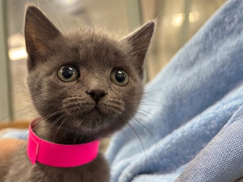 grey kitten standing on a blue blanket