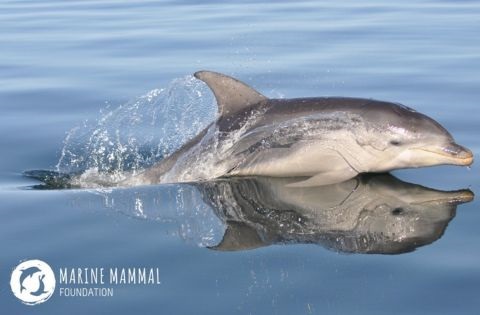 A dolphin peaking out from the ocean. Logo reads Marine Mammal Foundation