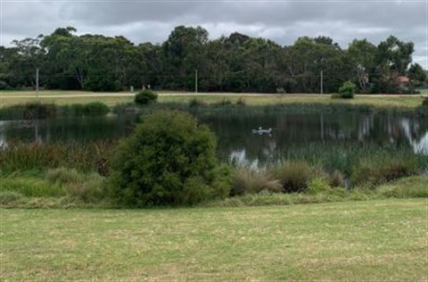 green wetlands with a small lake, trees and bushes