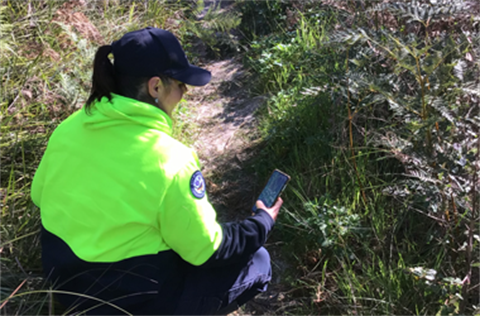 Kingston wildlife officer using a phone to take an image of a plant