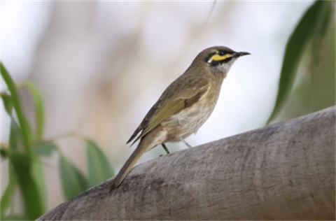 Photo of a small bird on a tree branch with leaves in the background