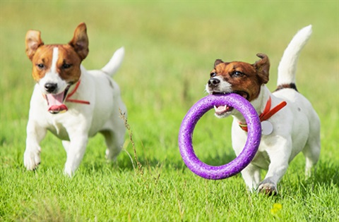 Two small dogs playing with a ring