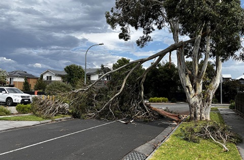 Fallen tree blocking a street.jpg