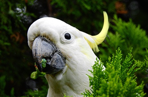 yellow-crested cockatoo peering out from behind a bush