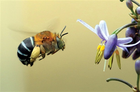 A blue-banded bee hovering near a blossoming purple flower