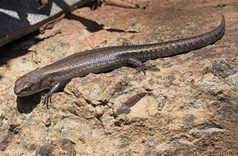 A garden skink basking in the sun on a large rock