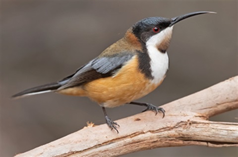 Eastern Spinebill