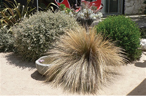 Indigenous plants, including grasses 