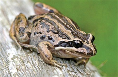 Striped marsh frog 