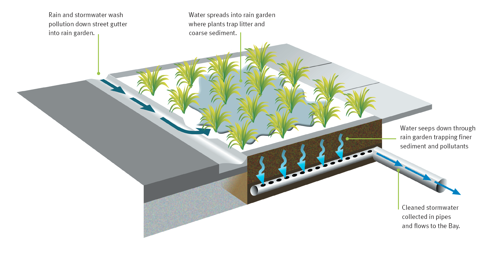 cross section of a rain garden