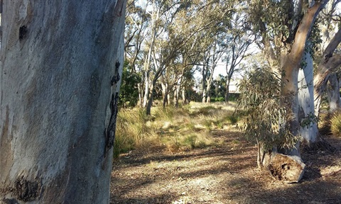 Caruana Bushland Reserve.jpg